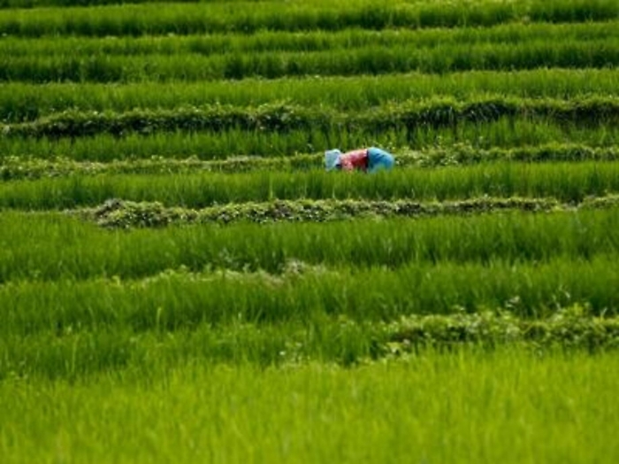 Agricoltura in Sicilia, dalla Regione 30 milioni destinati a 408 progetti