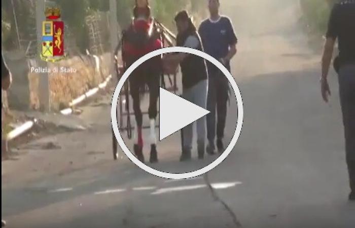 Catania, bloccata a Palagonia un'altra corsa clandestina di cavalli