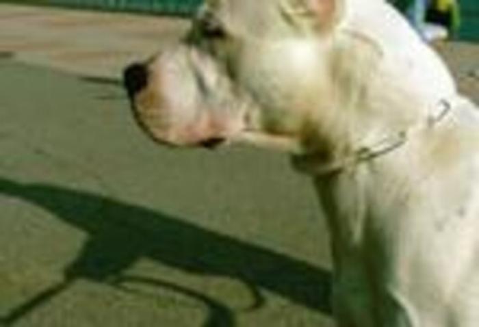 La madre del bimbo sbranato dai cani, "era in braccio a me e l'ho difeso"