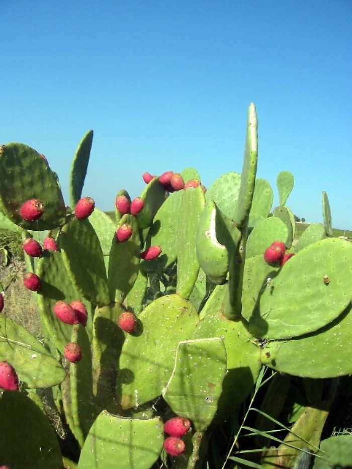 Fico d'India per restauro opere d'arte