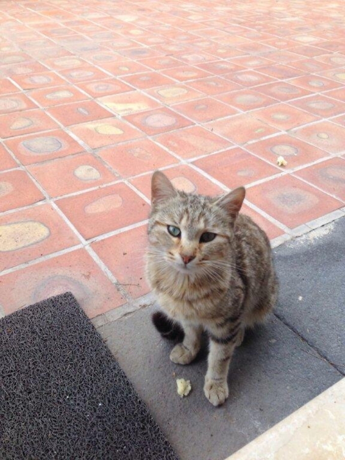 Micio fedele al padrone morto. Da tre settimane lo attende al centro diurno