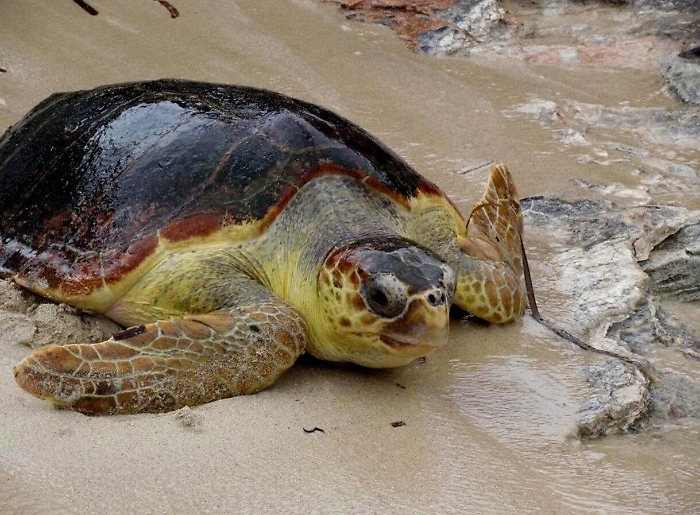Animali, salvata Caretta Caretta infilzata da amo
