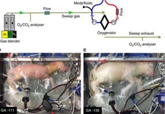 Creato l'utero artificiale per i beb&egrave; prematuri