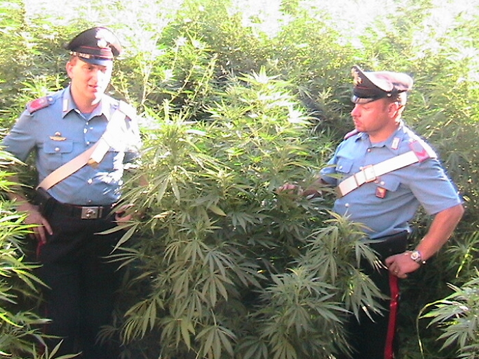 Mezzojuso, carabinieri con la passione per la caccia scopre una piantagione di marijuana: 5 in manette