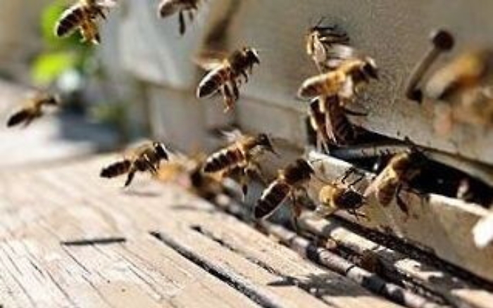 Assalito e punto da un centinaio di vespe, grave un agricoltore nel palermitano