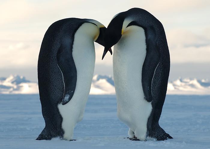 Pinguini imperatore rischiano estinzione entro 2100