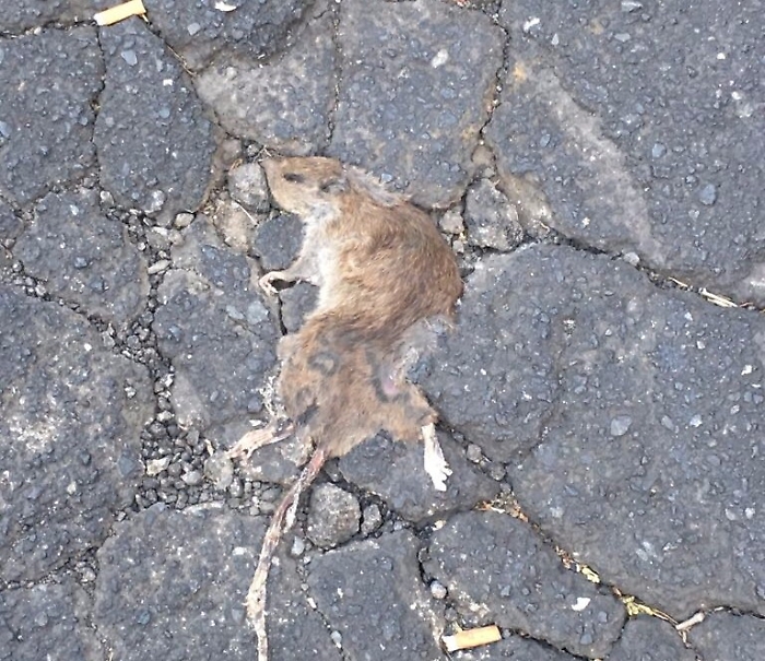 Topi "impressi" sulla strada in via Nino Martoglio