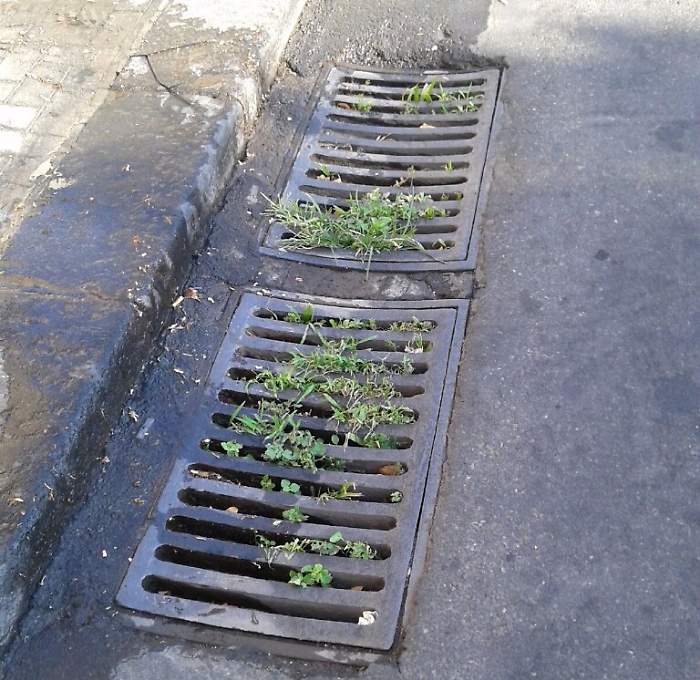 Catania, "fiorisce" l'erba dalle grate in piazza Cavour