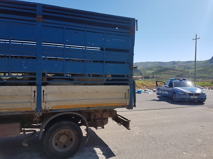 Agrigento, sequestrati (e salvati per ora dalla macellazione) 60 ovini 