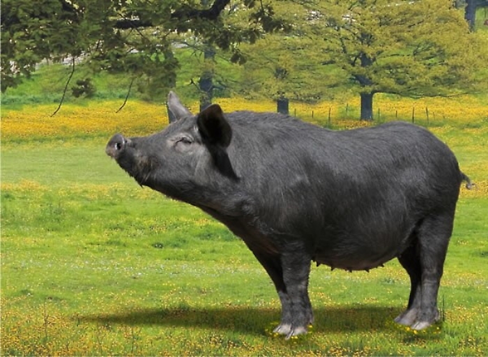 Suino nero dei Nebrodi fra le razze pi&ugrave; pregiate d'Italia