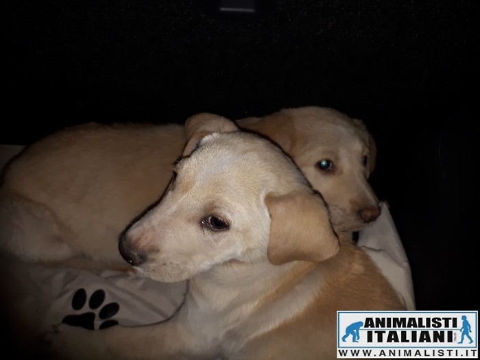 Randagismo Siracusa,  Animalisti Italiani Onlus salva due cuccioli e accusa Comune