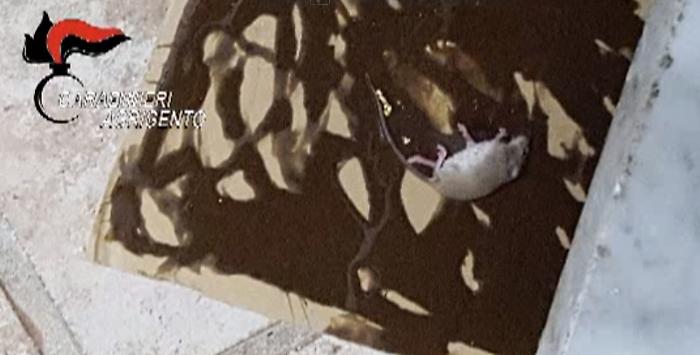 C'&egrave; un topo morto nelle cucine e Nas chiude ristorante a Favara