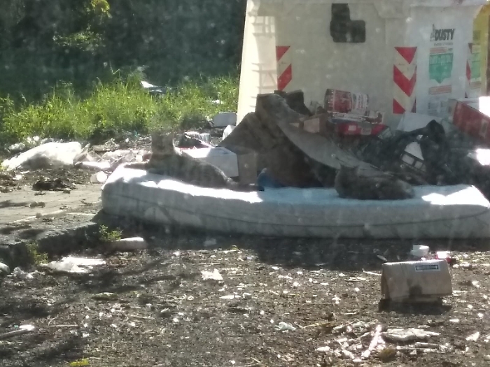 Catania: Gatti trovano ricovero tra i rifiuti non ritirati