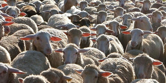 Portopalo,  sequestrati 106 ovini senza il marchio auricolare