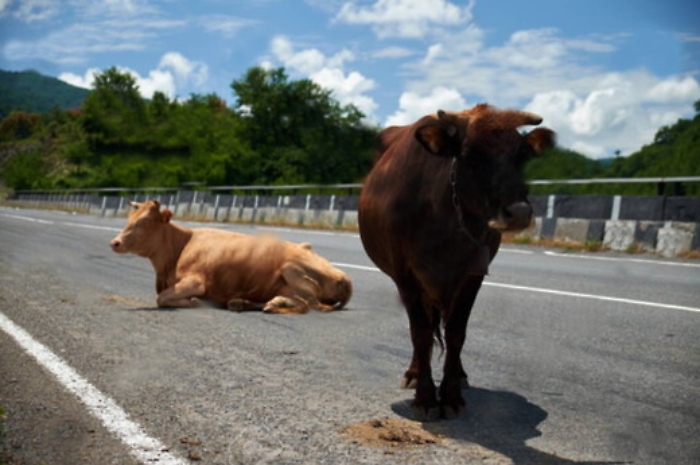 Due mucche entrano autostrada sull'A29, decine di chiamate da automobilisti