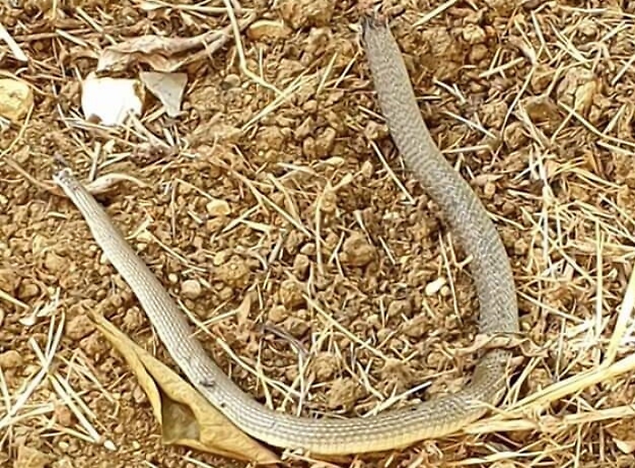 Aragona, la situazione igienico sanitaria &egrave; allarmante