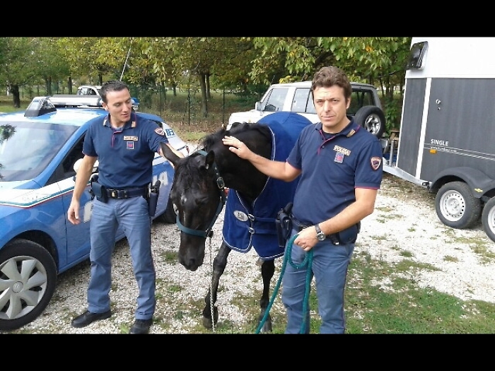 Cavallo imbizzarrito in superstrada