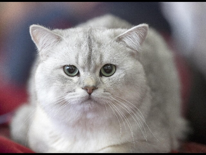 Gatto oversize in aereo con stratagemma