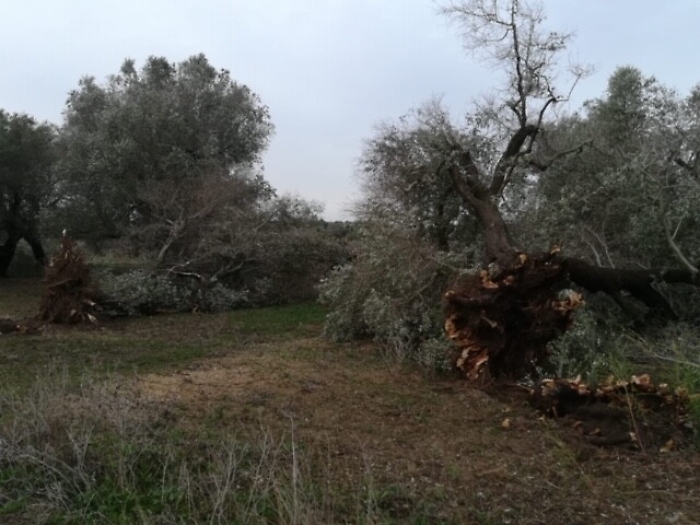 Maltempo: abbattuti ulivi secolari
