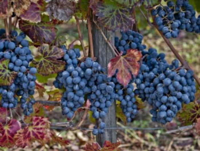 Conclusa vendemmia in Sicilia: annata di qualit&agrave;