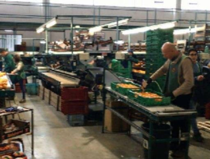 Distrutta da rogo operai fanno risorgere azienda agrumicola Miracolo a Biancavilla