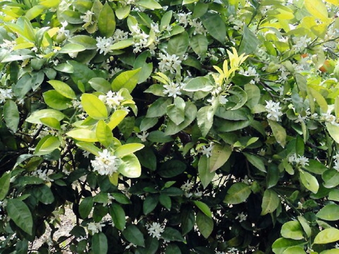 Itinerari, sulle vie della zagara 