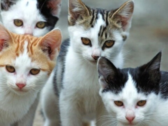 La "psicologa" dei gatti: &laquo;Creare a casa un mondo che sia a misura di felino per evitare disagi e stress&raquo;