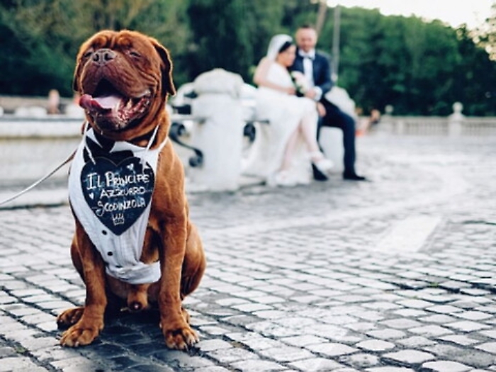 Condividere il giorno del s&igrave; anche con i propri cani: una possibile felicit&agrave; in pi&ugrave;