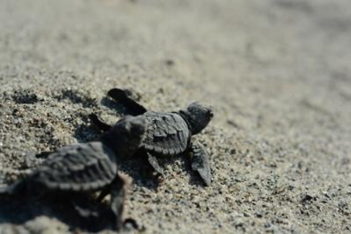 Animali, la tartaruga marina torna a nidificare sul litorale di Menfi