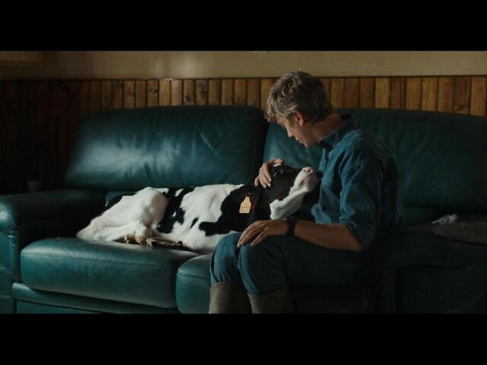 Petit Paysan, thriller allevamento etico