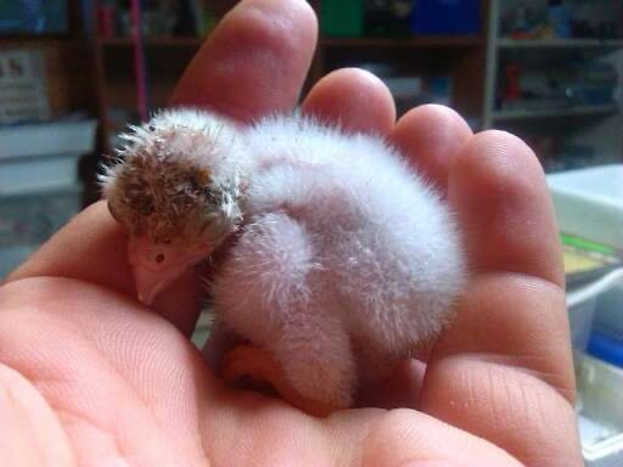 E' nato pulcino da coppia in cattività di aquile reali