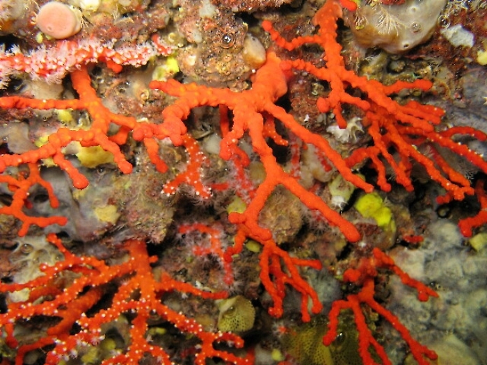 Corallo mira a patrimonio Unesco