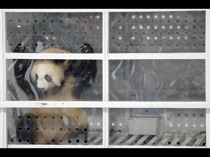 Merkel e Xi salutano 2 panda a Berlino