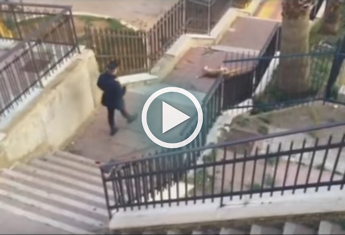 Realmonte, cane semina panico Carabinieri costretti ad abbatterlo