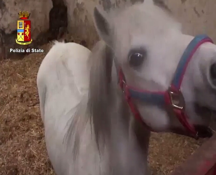 Catania, maltrattamento cavalli Due denunciati dalla Polizia
