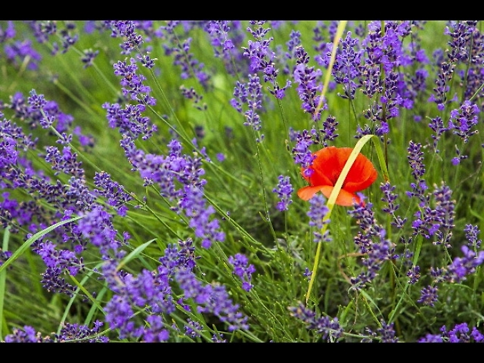 Bionap ora punta anche su mercato Europa