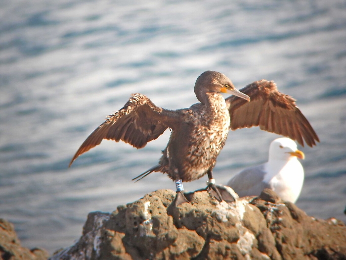 Cormorano "inanellato" in Estonia sverna dopo 2500 km sull'isola Lachea