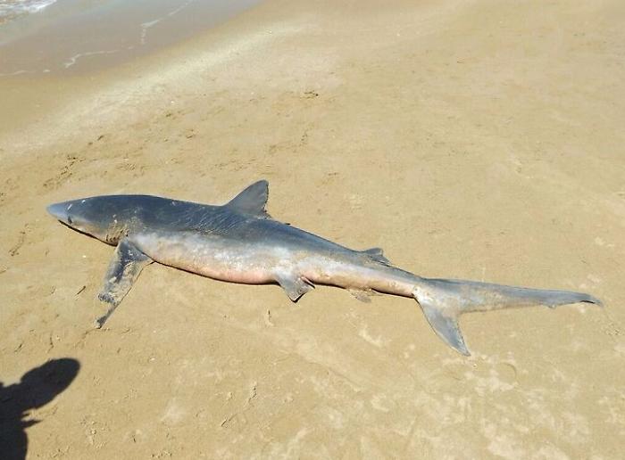Squalo di 2,5 metri spiaggiato a Scoglitti