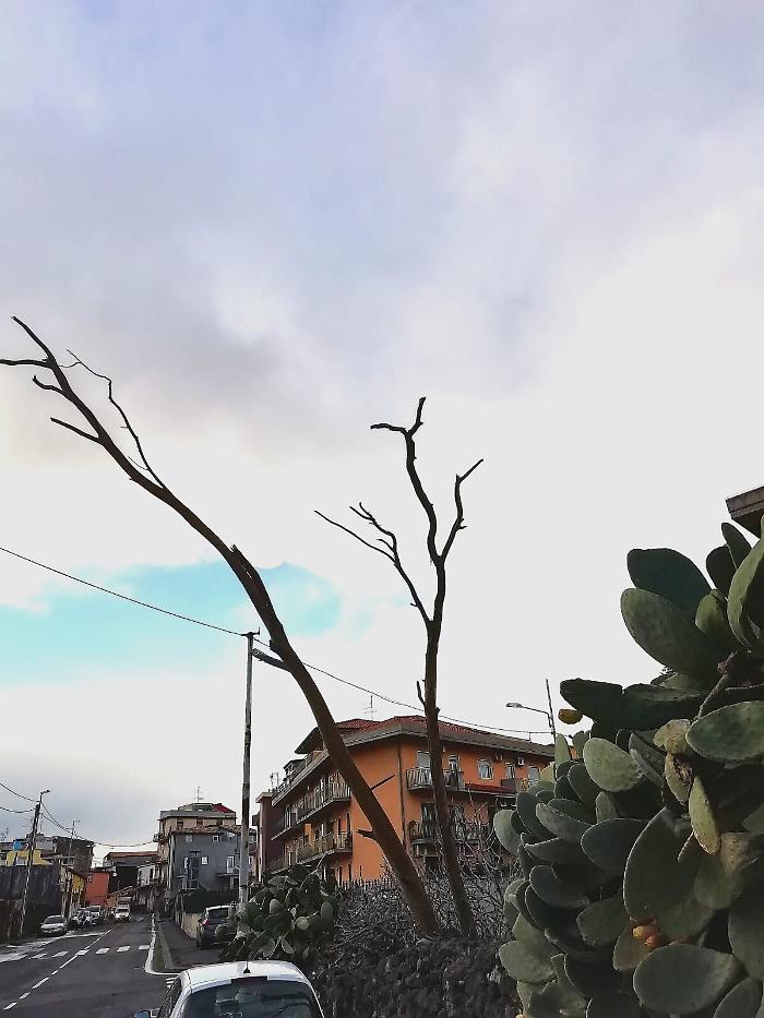 Catania, Via Fratelli Cairoli: albero secco e pericolante