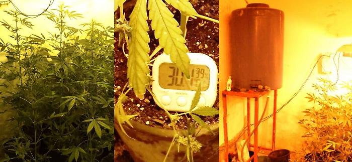 Ramacca, serra di canapa indiana nell'autolavaggio: arrestato