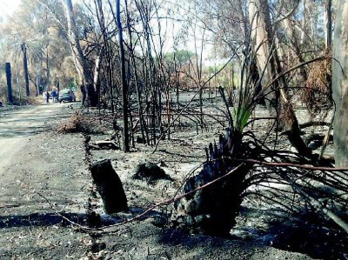 Il Boschetto della Plaia diventer&agrave; finalmente un parco