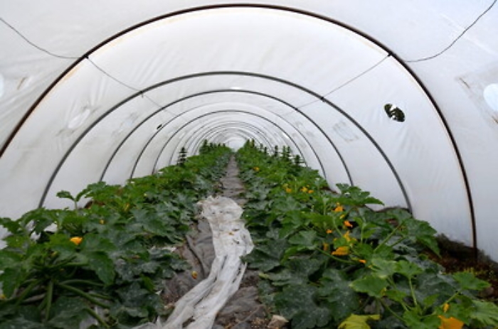 Coltivava zucchine ma anche marijuana, un arresto a Marsala