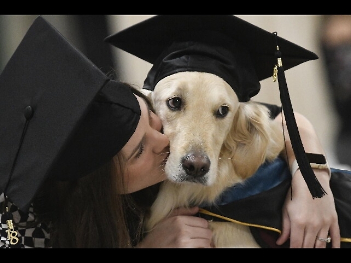Laurea ad honorem ad un golden retriever