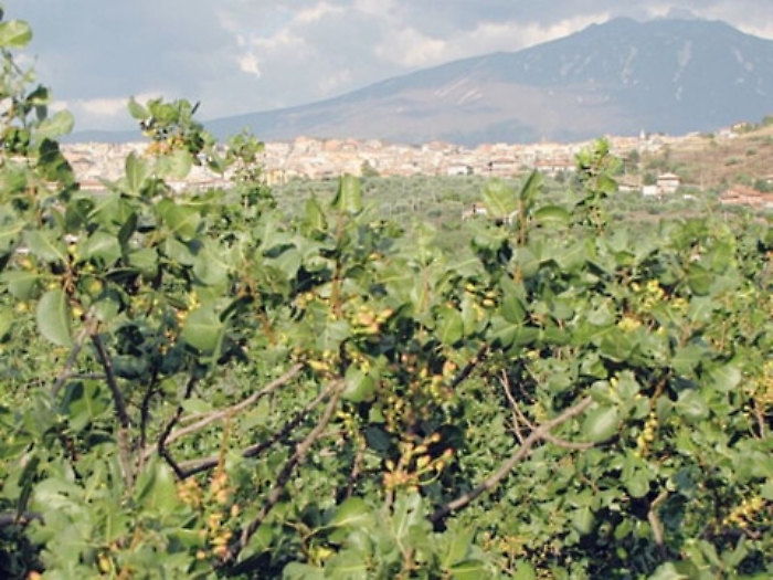 "Oro verde" sono a rischio 3.500 ettari di coltivazione