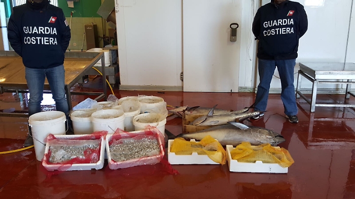 Riposto, sequestrati 200 chili di novellame di pesce