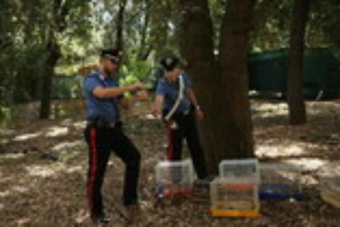 Palermo, cardellini di specie protetta sequestrati a Ballar&ograve;: un denunciato