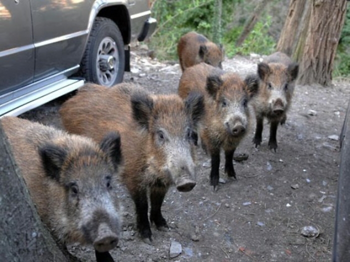 Allarme cinghiali sulle Madonie: &laquo;Ormai sono dentro il paese&raquo;