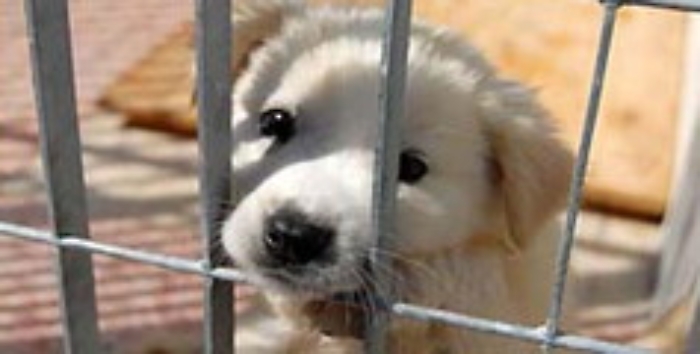 Meno cani nei canili, ma il randagismo &egrave; ancora grave al Sud