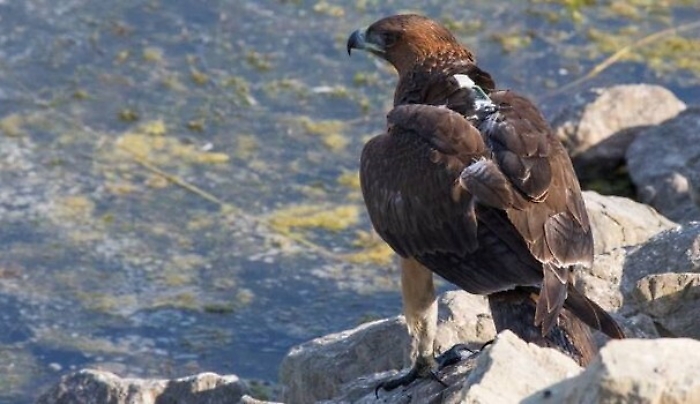 Aquila di Bonelli salvata nel catanese grazie a trasmettitore Gps