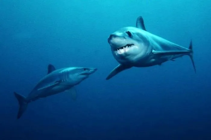&laquo;Non &egrave; uno squalo bianco, ma un mako&raquo;. Ecco le specie nei mari di Sicilia